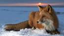 روباهی میان برف ها