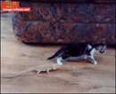 حوادث مارمولک و بچه گربه، ترسیدن تا سر حد مرگ