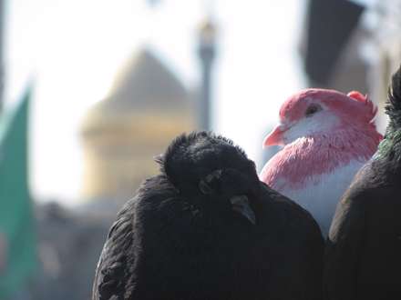 نمایی ازکبوتران حرم حضرت معصومه (س) در قم