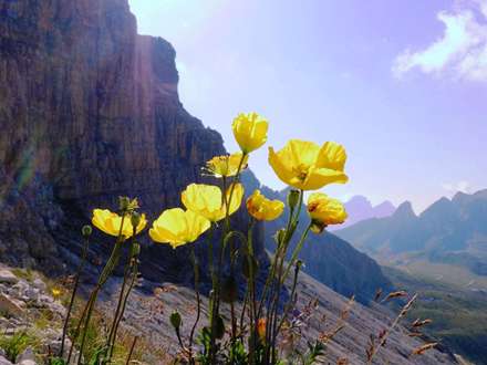 گل های وحشی زرد