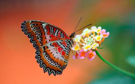 پروانه ای زیبا روی گل