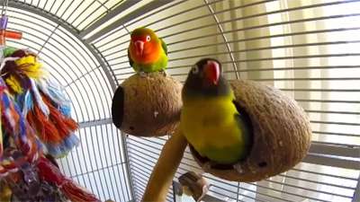 واکنش یک مرغ عشق به موسیقی