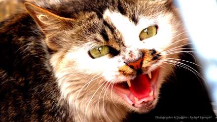 گربه عصبانی