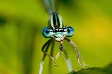 تصویر ماکرو