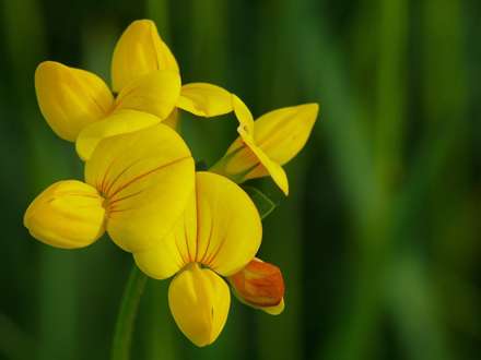 شاخه گل زرد جالب و جذاب