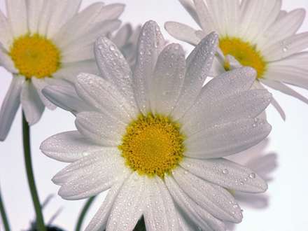 شاخه گلهاي سفيد