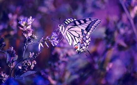 پروانه ای روی گل