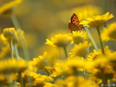 پروانه اي روي گلهاي زرد
