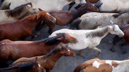 دسته اسب های جورواجور