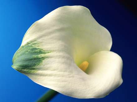 شاخه گل شيپوري