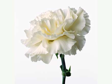 شاخه گل سفيد