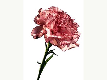 شاخه گل سفيد و قرمز