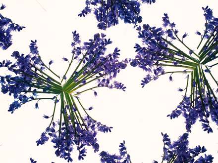 والپيپر گلهاي آبي