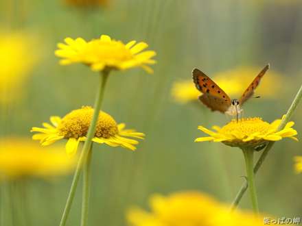 پروانه اي روي گلهاي زرد