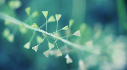 برگ هایی به شکل قلب