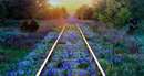ریل قطاری پر از گلهای آبی