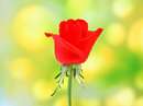 غنچه گل محمدي قرمز