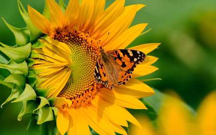 پروانه ای زیبا روی گل