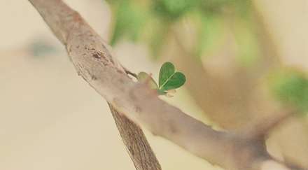 برگ سبزی به شکل قلب