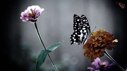 پروانه ای روی گل
