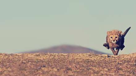 بچه پلنگی در حال دویدن