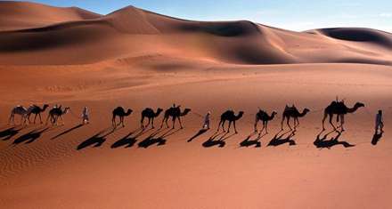 شترهایی در بیابان