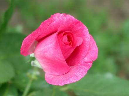 گل محمدي صورتي