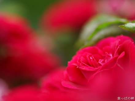 گل محمدي صورتي