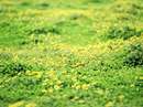 منظره سبزه زاري با گلهاي زرد