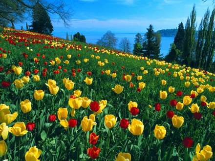 منظره لاله زاري كنار دريا