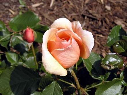 غنچه گل رز گلبهي