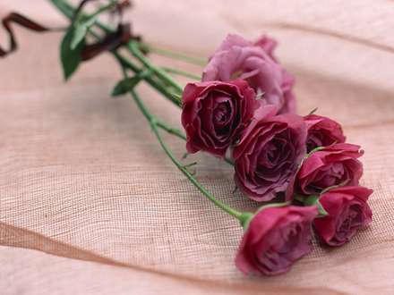 شاخه گلهاي محمدي قرمزمحمدي قرمز