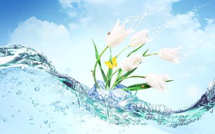 لاله های سفید روی امواج