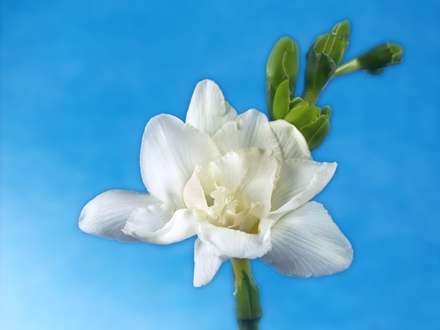 والپيپر شاخه گل سفيد