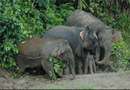 نجات بچه فیل توسط مادر