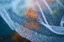 تصاویر حیرت‌انگیز از تخم‌ریزی یک ماهی