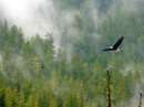 پرواز عقاب در جنگل مه آلود