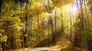 انعکاس نور خورشید در جنگل