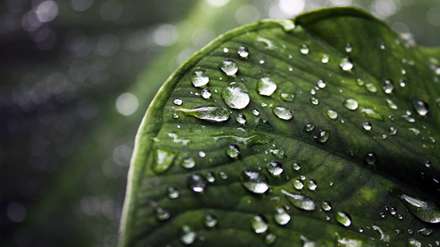 قطرات زیبای آب روی برگ