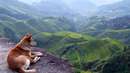 سگ قهوه ای در کوهستان