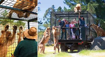 باغ وحشی که انسانها بجای حیوانات در قفس اند