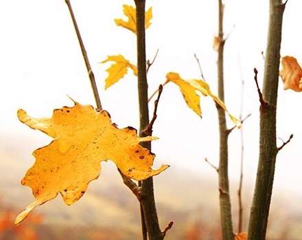 طبیعت پائیز همدان در قاب تصاویر