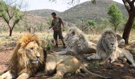 ارباب شیرها