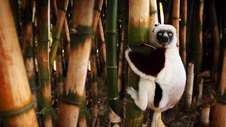 حیوانی در حال بالا رفتن از درختان بامبو