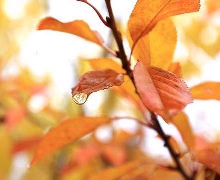 طبیعت پائیز همدان در قاب تصاویر