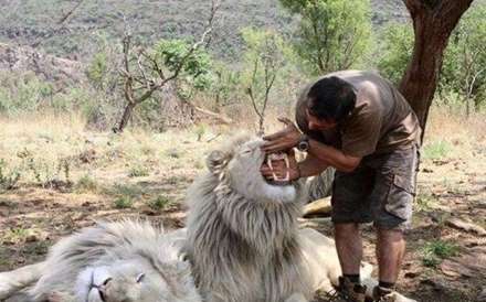 ارباب شیرها