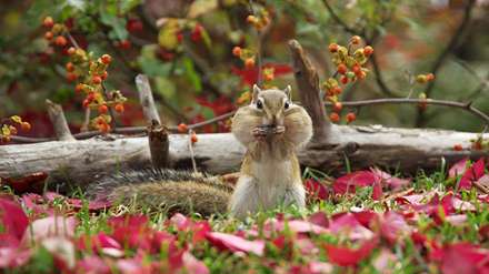 سنجاب کوچولو