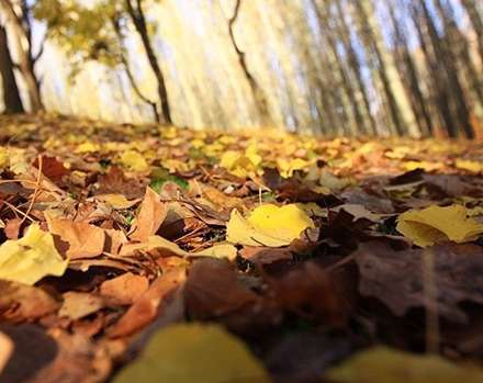 طبیعت پائیز همدان در قاب تصاویر