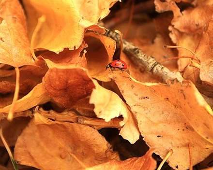 طبیعت پائیز همدان در قاب تصاویر