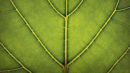 نمای میکروسکوپی برگ سبز